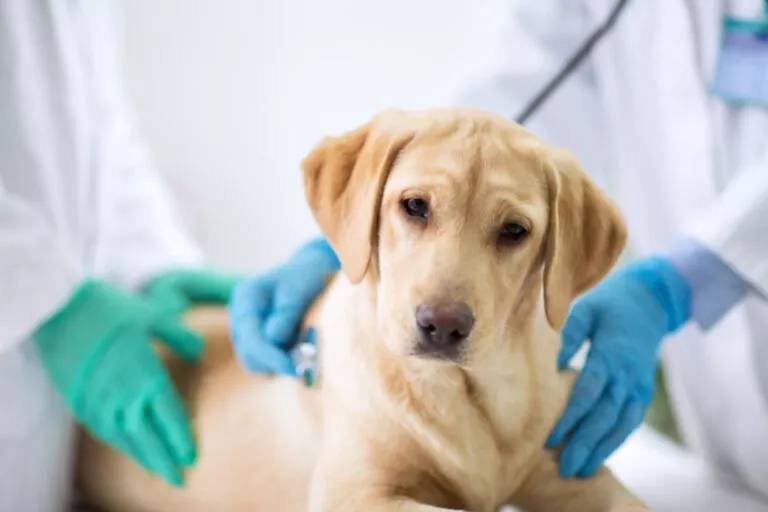Caine la veterinar cu probleme gastro enterologice, pui de golden retriever la veterinar pentru diaree la câini