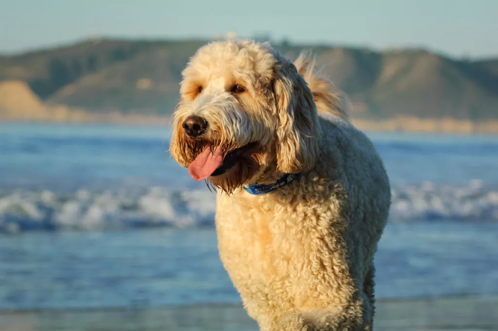 Caine Golden doodle la apus pe malul unei ape, cu botul umed si limba scoasa afara