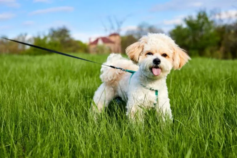 Un Maltipoo alb cu urechi crem se uită spre cameră cu limba scoasă. Este în lesă și are ham albastru, pe un câmp cu iarbă verde înaltă.