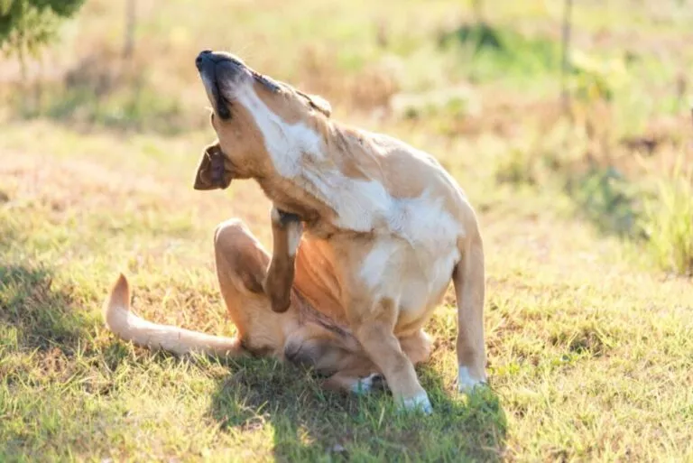 Câine blond cu pete albe care se scarpină cu piciorul din spate - râia la câini