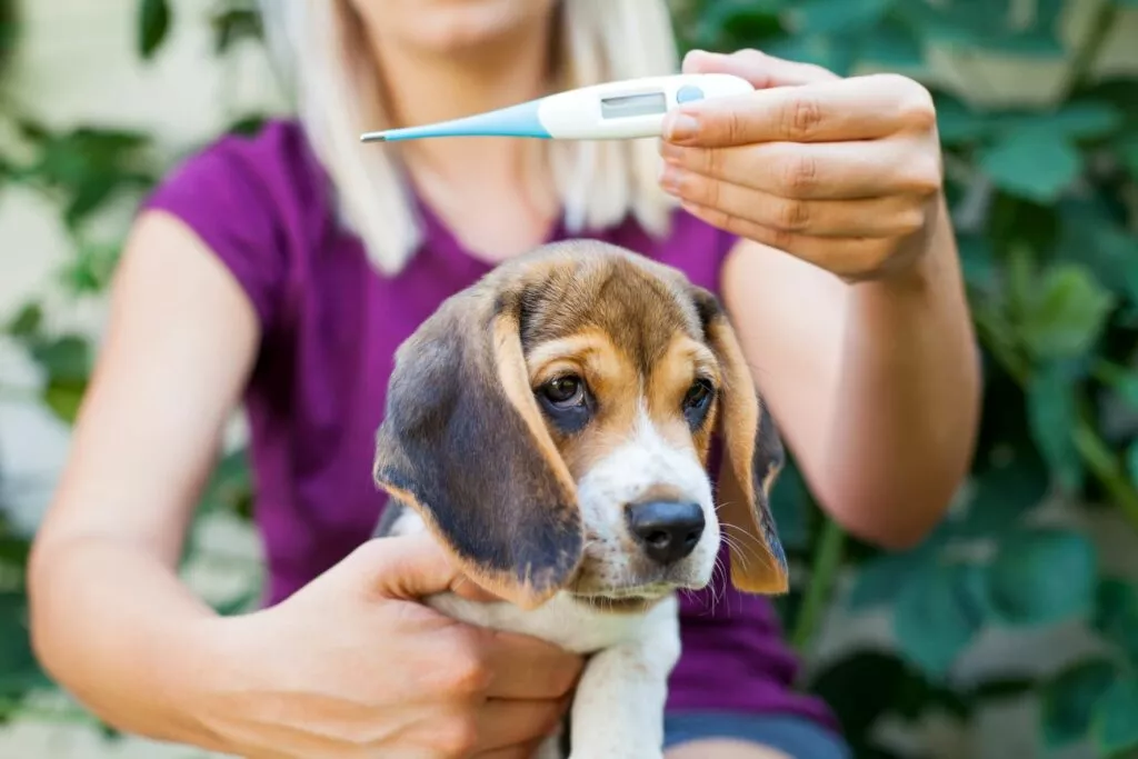 Beagle care este ținut în brațe de stăpână. Femeia are o bluză magenta și părul mediu blond. Ea ține în mână un termometru.