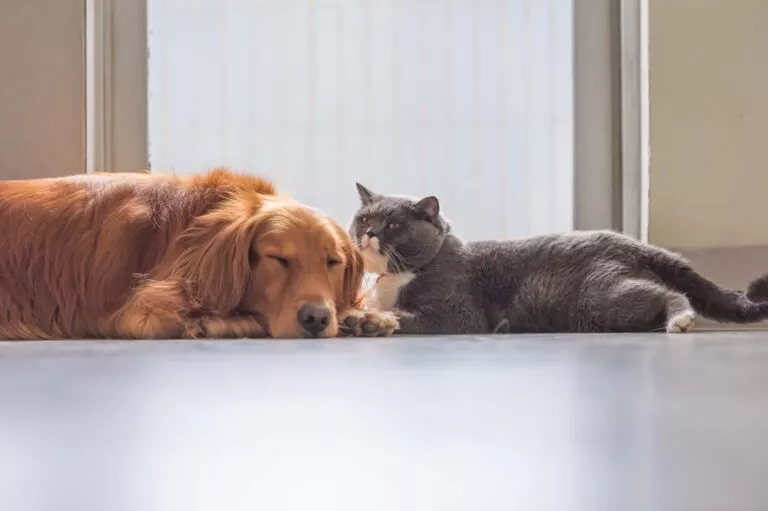 Pisicile pot transmite toxoplasma la câini. Câine și pisică, stau obosiți pe podea. Câinele este mare și roșcat, pisica este gri