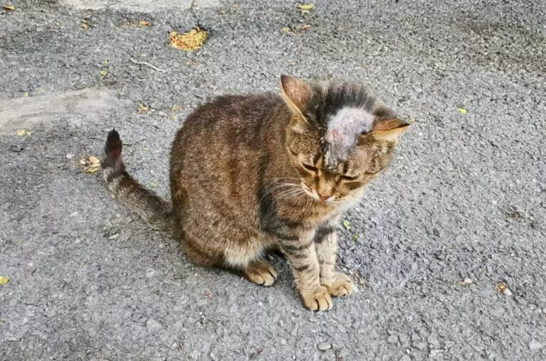 Pui de pisica gri tigrat pe asfalt, cu un petec de blăniță lipsă pe cap din cauza unei ciuperci de piele