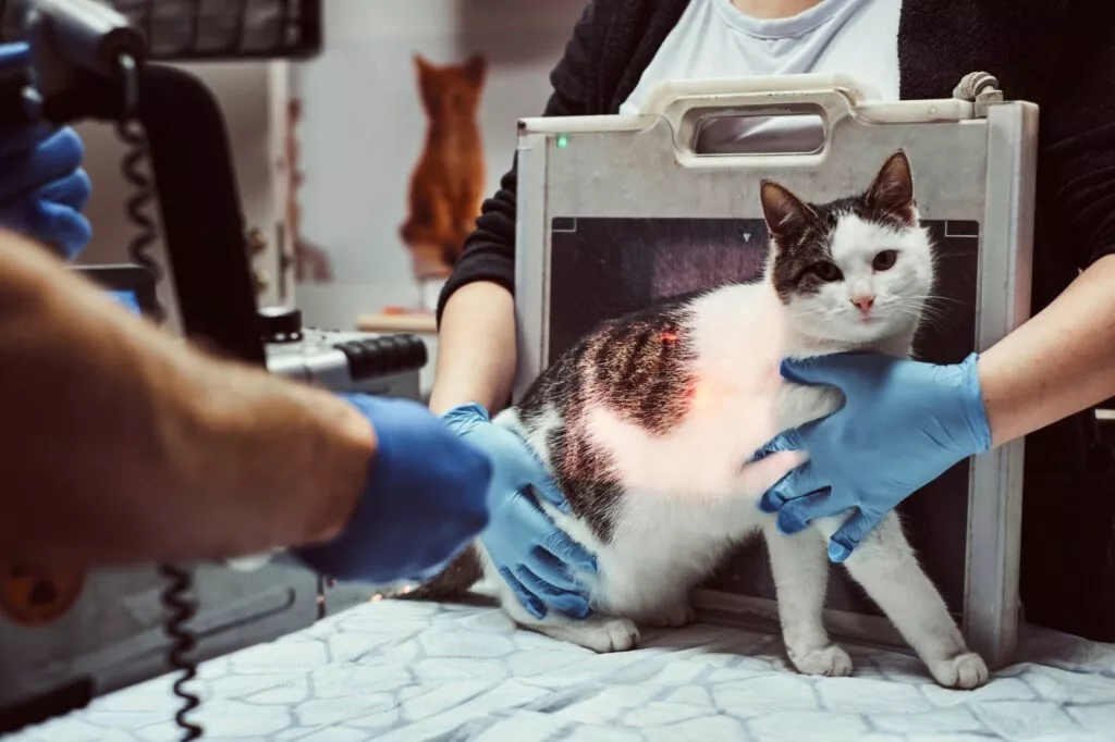Pisica careia i se face o radiografie la cabinetul medicului veterinar, pisica este ținuta de o asistentă