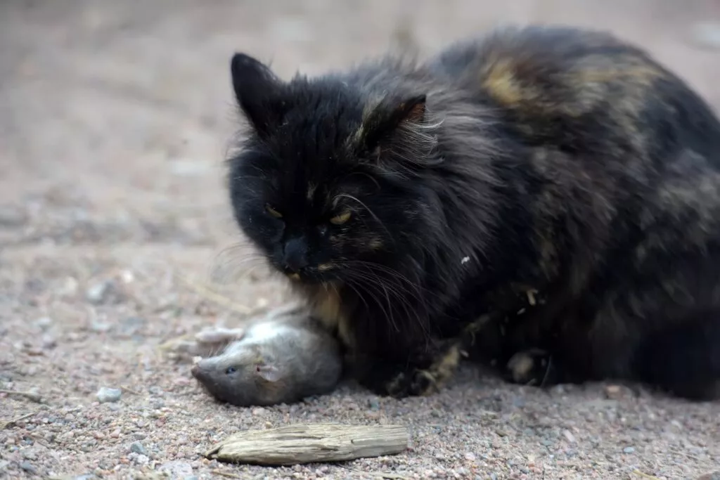 Pisica neagra care are un șoarece mort langa ea
