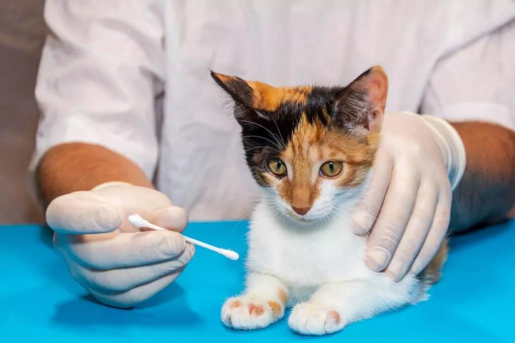 Un medic veterinar tratează local o pisică tânără cu antimicotice.