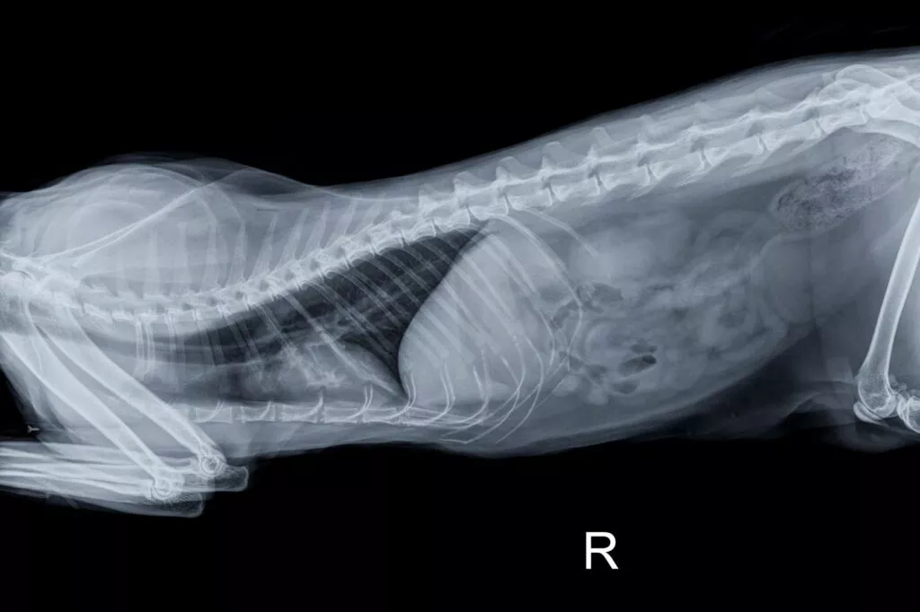 Radiografia unei pisici adulte