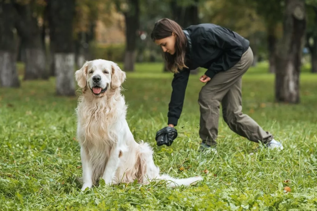 Golden Retriever la plimbare in parc, câinele stă în fund pe iarbă, iar pe fundal stăpâna culege excrementele din iarbă