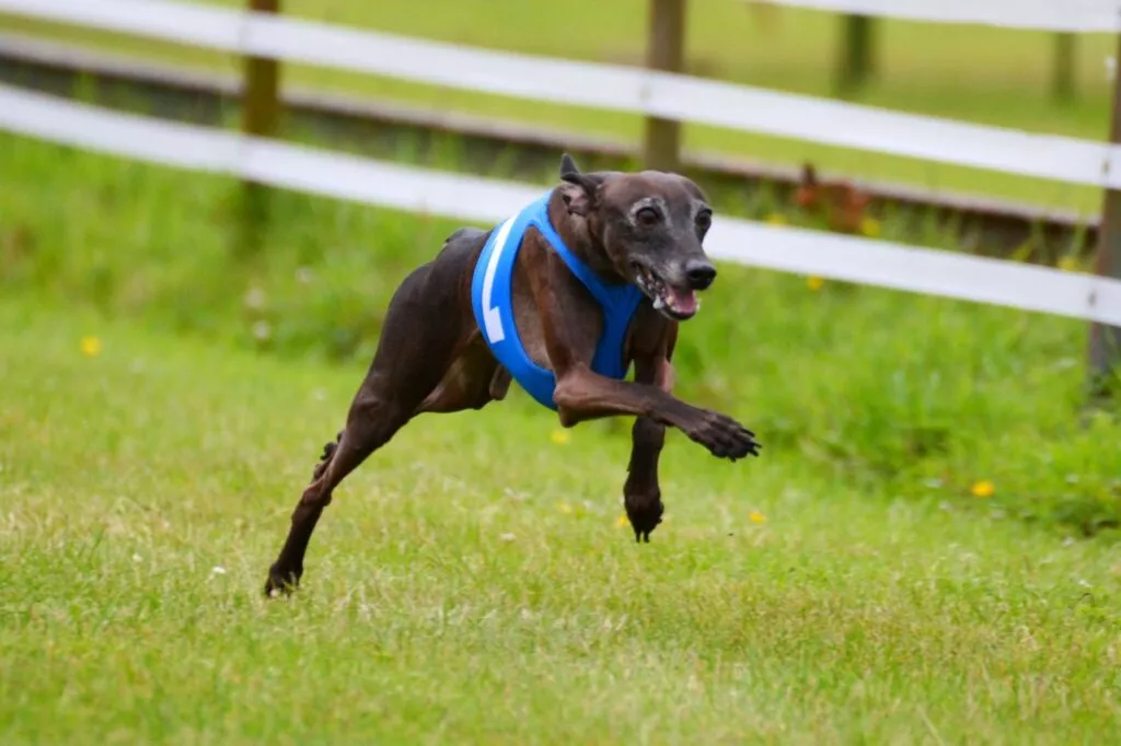 Ogar Italian la curse de câini, câinele aleargă în timp ce poartă o vestuță albastră