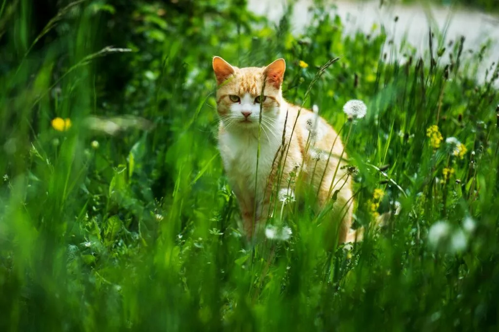 Pisica de curte roșcată cu alb stă în fund în curte pe un petic cu păpădii și iarbă deasă