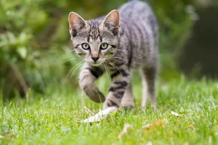 Pui de pisică tigrat care explorează prin grădină.