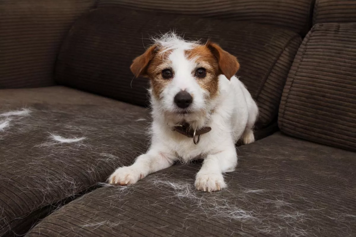 JACK RUSSELL DOG zbârlit, care năpârlește vara. Pe canapea este păr alb lăsat de câine