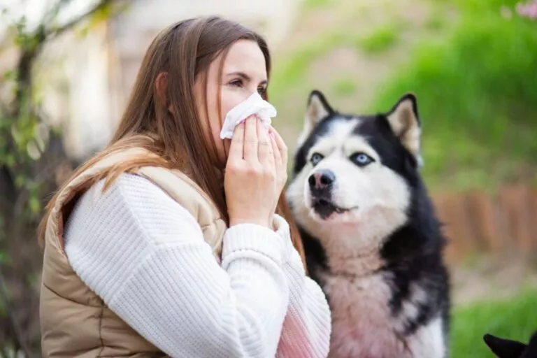Femei care stranută din cauza alergiei la câini, pe fundal este un husky care se uită spre ea