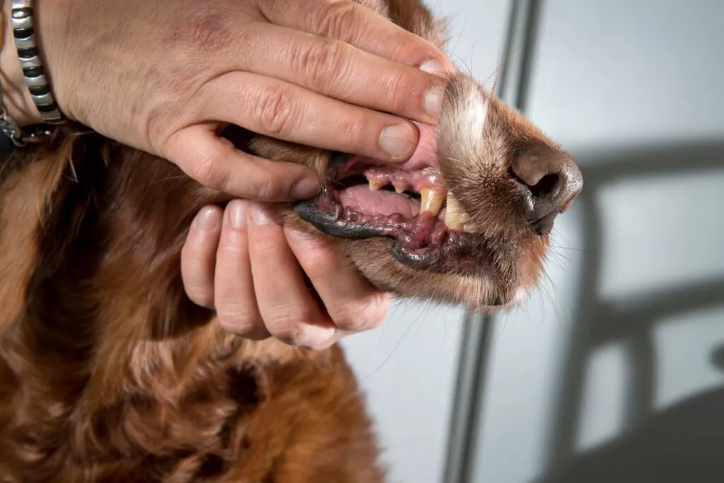 Examinarea dinților și gingiilor la câinele mai în vârstă