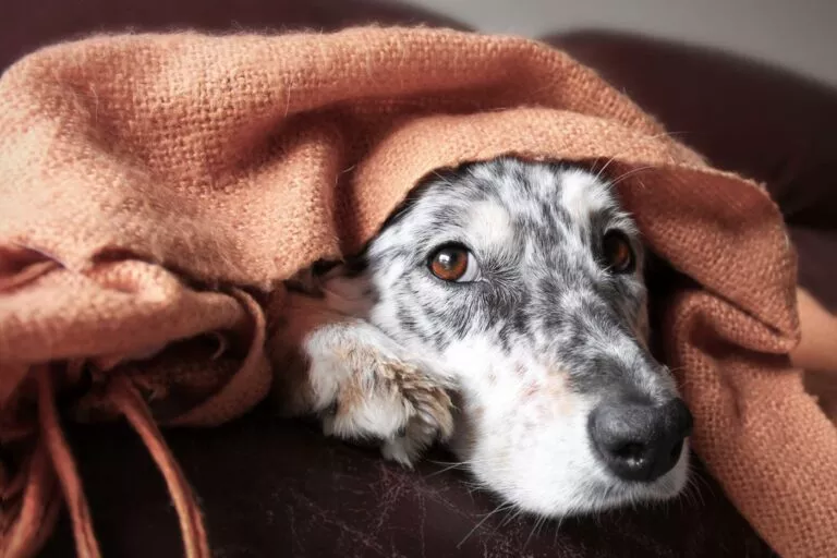 Câine pe canapea care sta acoperit cu o pătură ruginie, i se vede numai fata si o lăbuță