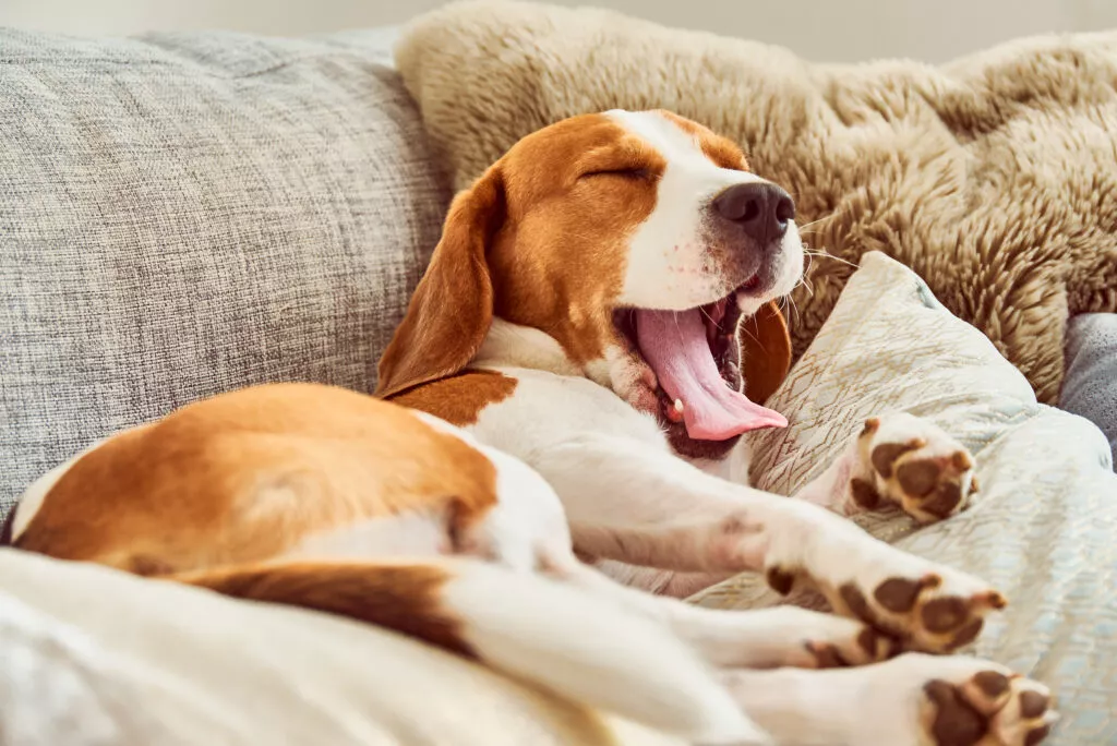Beagle care cască în timp ce se odinește pe o canapea între pernuțe