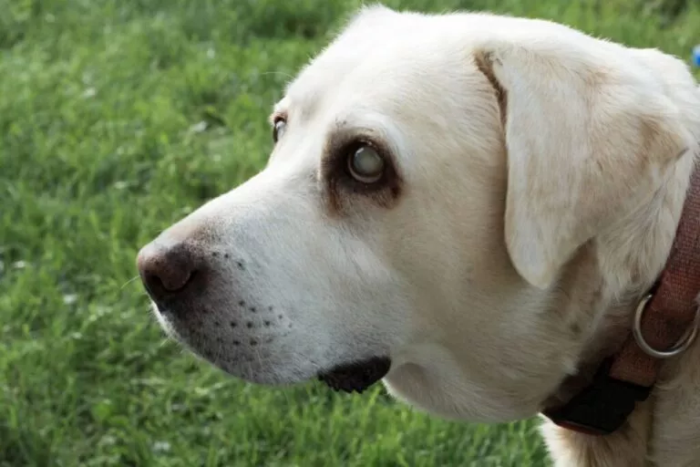 Labrador Retriever - bătrân și orb, forografie de aproape, ochii sunt albiciosi si afectati.