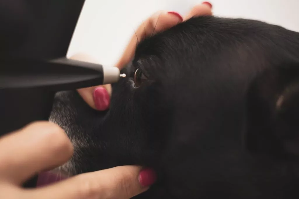 Labrador la medicul veterinar, fotografie de aproape, câinele la un consult oftalmologic