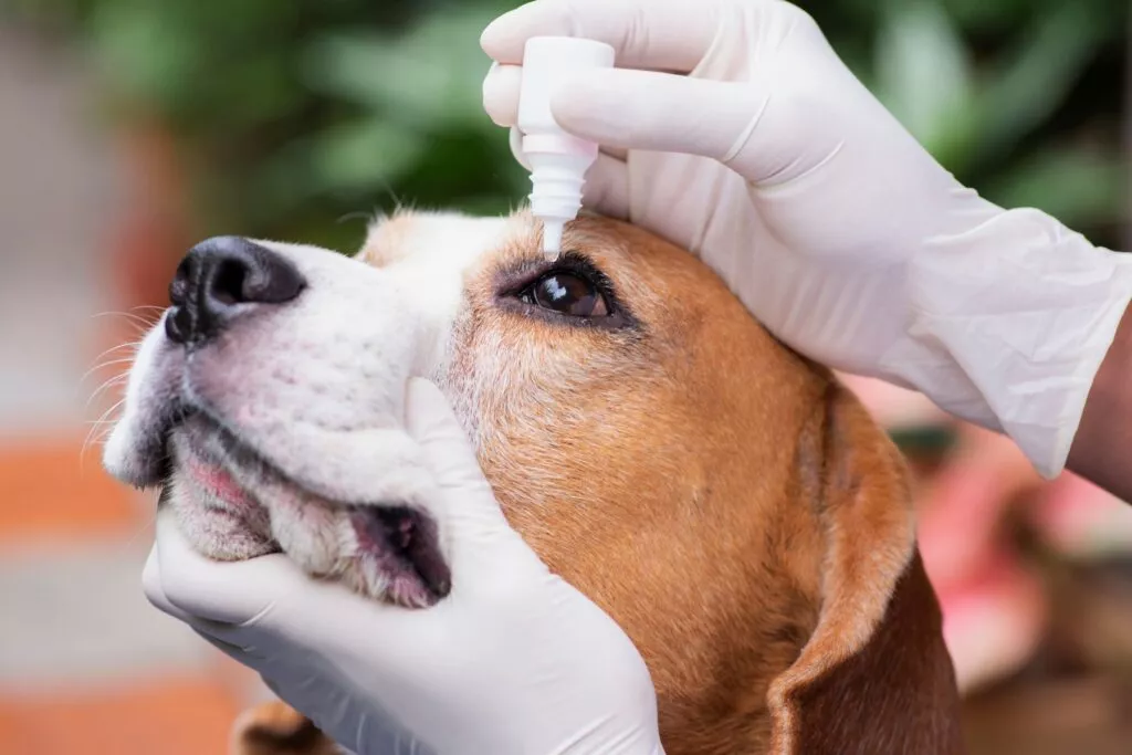 Picăturile de ochi pentru reducerea presiunii sunt doar una dintre multele măsuri pentru tratamentul glaucomului la câini.