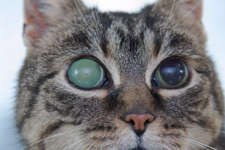 Glaucom acut la ochiul stâng al unei pisici adulte. Portret de aproape.