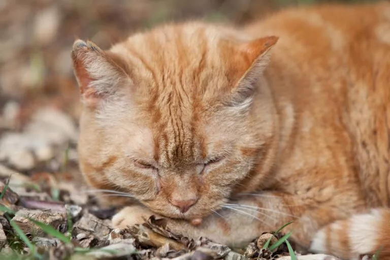 Pisica roșcată cu un neg pe botic care doarme afară pe pământ
