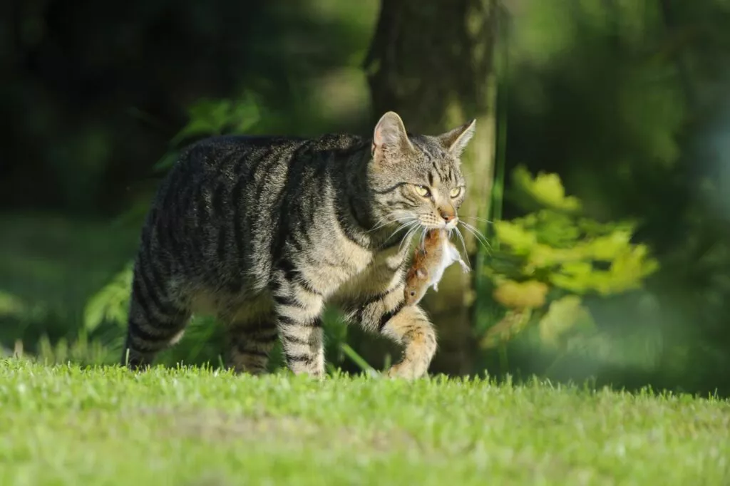 Pisica de curte tigrată cu un șoricel în gură, merge pe iarbă