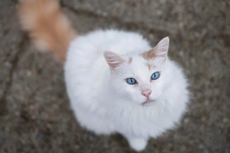 Pisica Van Turcească - albă cu părul din varful capului blond si ochii albastri. pisica pe asfalt