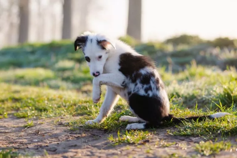 Pui de câine care stă în fund pe iarbă și își linge lăbuța