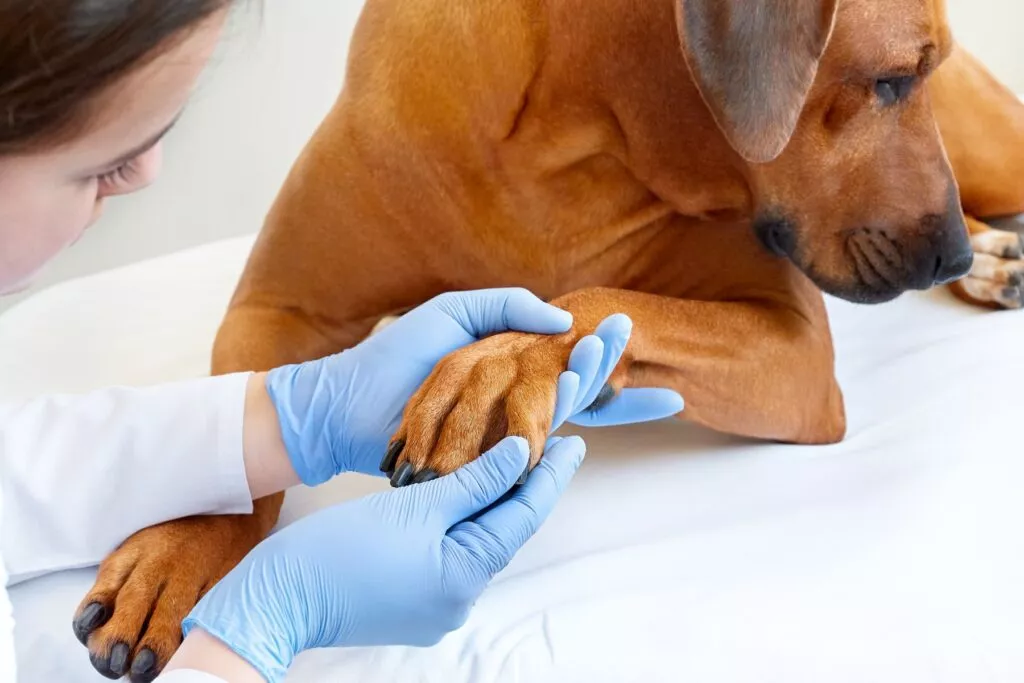 Câine la veterinar căuia i se analizează lăbuța