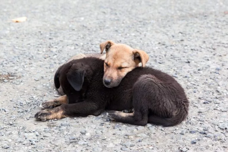 Puid e caine vagabonzi care se incalzesc unul pe celalalt, unul este negru iar celalalt este roscat maroniu