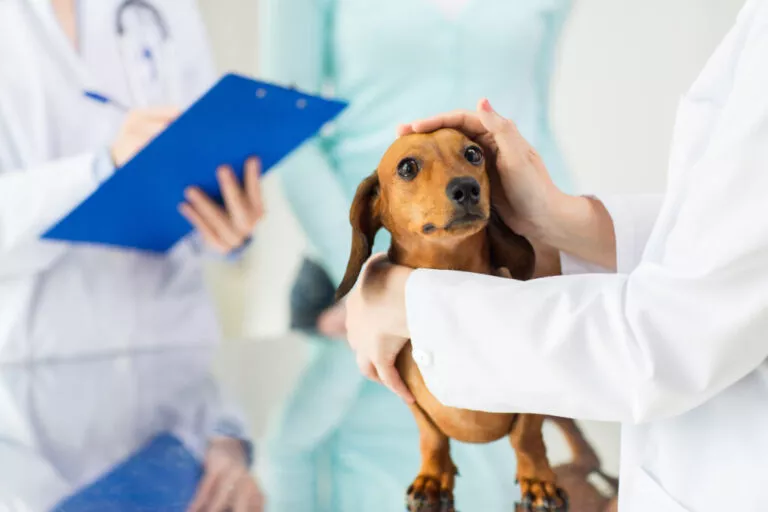 Caine din rasa dachshund pe masa veterinarului pe fundal se vad medicii si asistenții