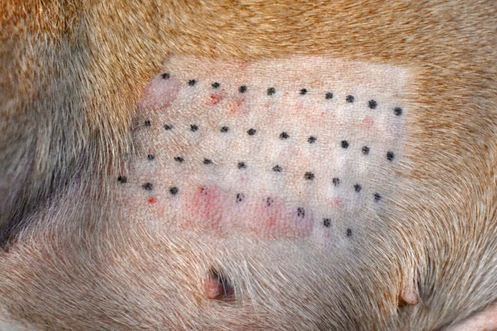 test alergologic la caine, bucata de piele rasa pe burta unui caine unde au fost testati posibilii alergeni. puncte negre pe burta cainelui