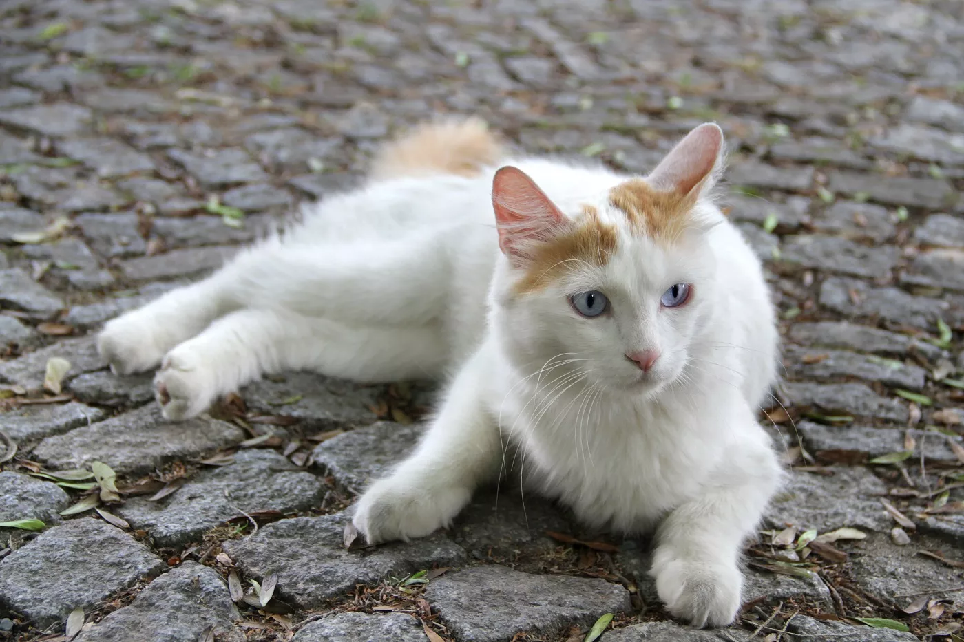 Pisica Van Turcească - albă cu părul din varful capului blond si ochii albastri. pisica pe asfalt
