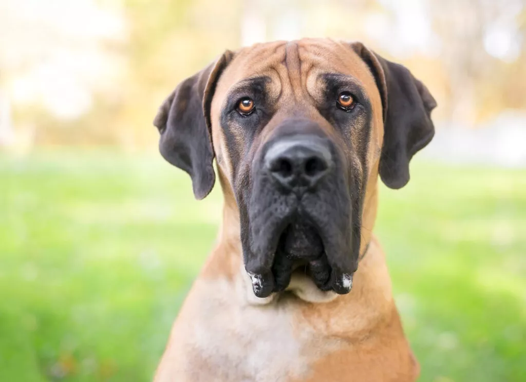 Portret câine din rasa boerboel. Câine cu blană scurtă blondă și zone închise la culoare pe urechi, ochi și bot. Botul are fălcile lăsate, la fel ca urechile. Ochii sunt maro deschis, inteligenți, iar nasul este mare.