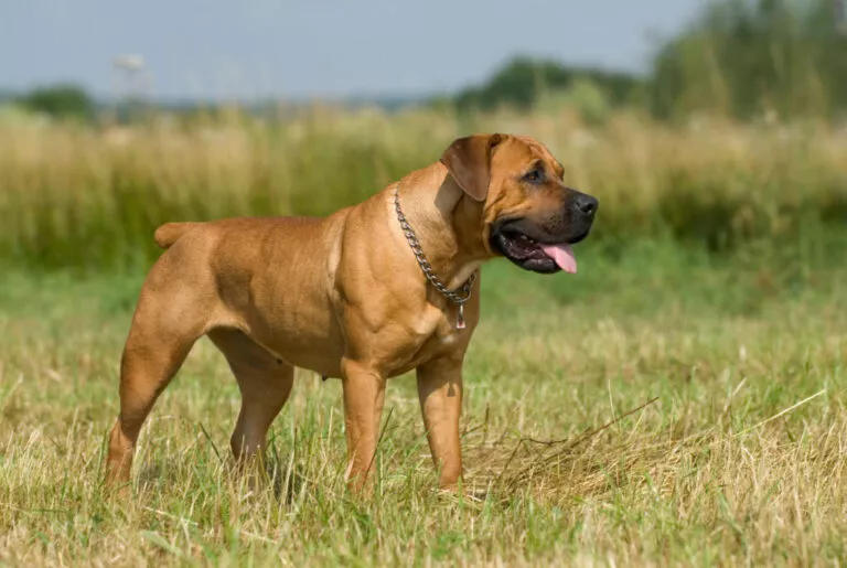 Câine din rasa Boerboel pe câmp, câinele stă în picioare lateral camerei foto cu limba scoasă afară