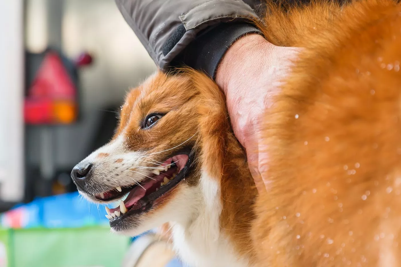 Câine elo care este mângâiat de mâna stăpânului. Fotografie laterală care pleacă din blana câinelui din partea dorsală spre față