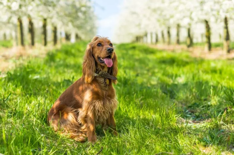 Câine Cocker Spaniel englez cu limba scoasă care stă în fund pe iarbă