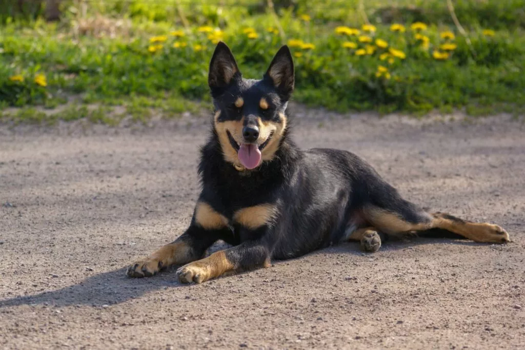 Câine Kelpie Australian care stă întins pe jos