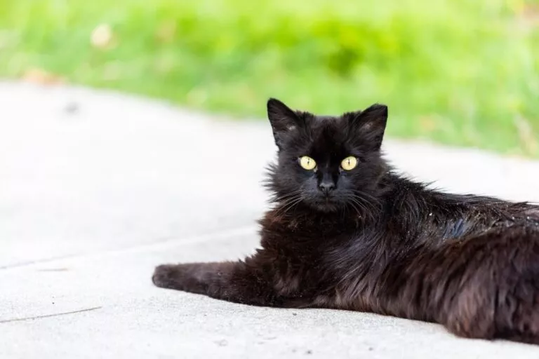 Pisică neagră cu ochii galbeni, stă întinsă pe pavaj cu lăbuțele din față întinse și se uită intens spre cameră