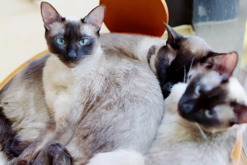 3 pisici thailandeze care stau înghesuite într-un coș