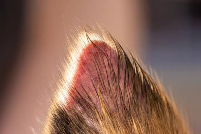 Urechea unui câine cu Adenita Sebacee de aproape. Vârful urechii este ușor lipsit de păr, lăsând la vedere pielea urechii câinelui