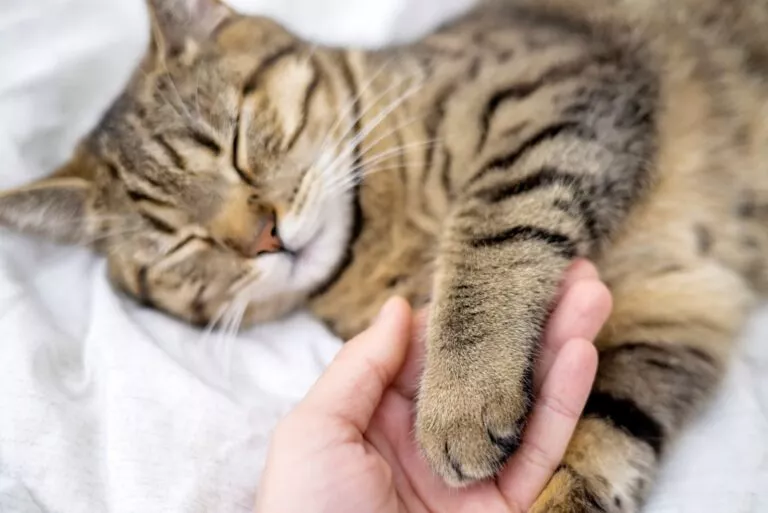 Pisică tigrată care doarme pe un cearșaf alb, are o lăbuță care este ținută în mâna stăpânului.