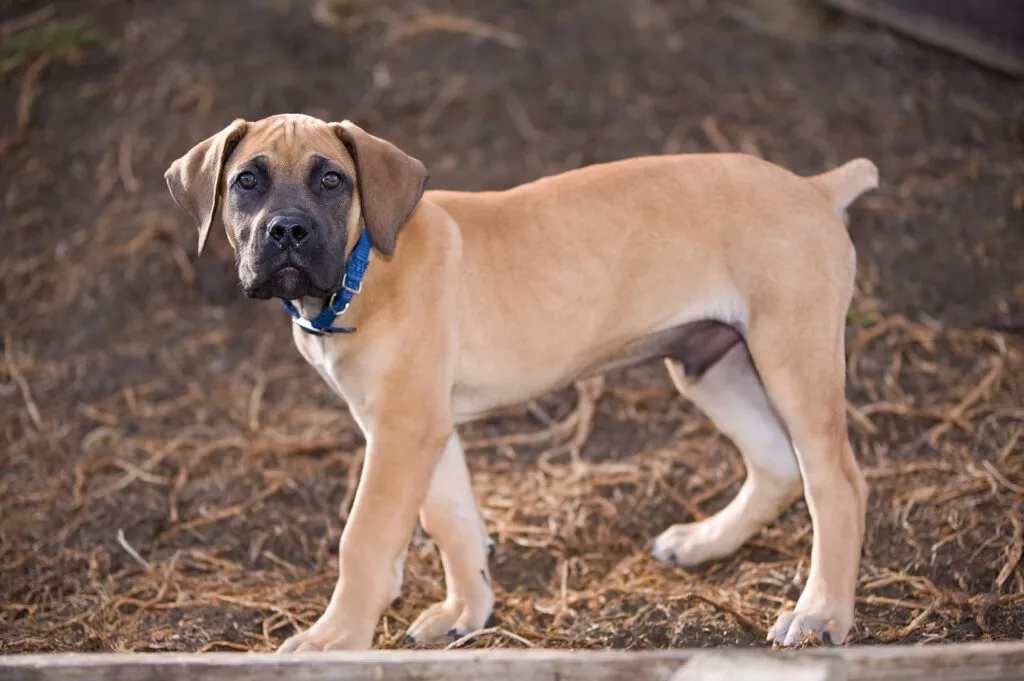 Pui de câine din rasa boerboel