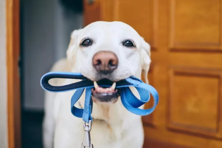 Caine care asteapta sa iasa la o plimbare cu lesa in gură