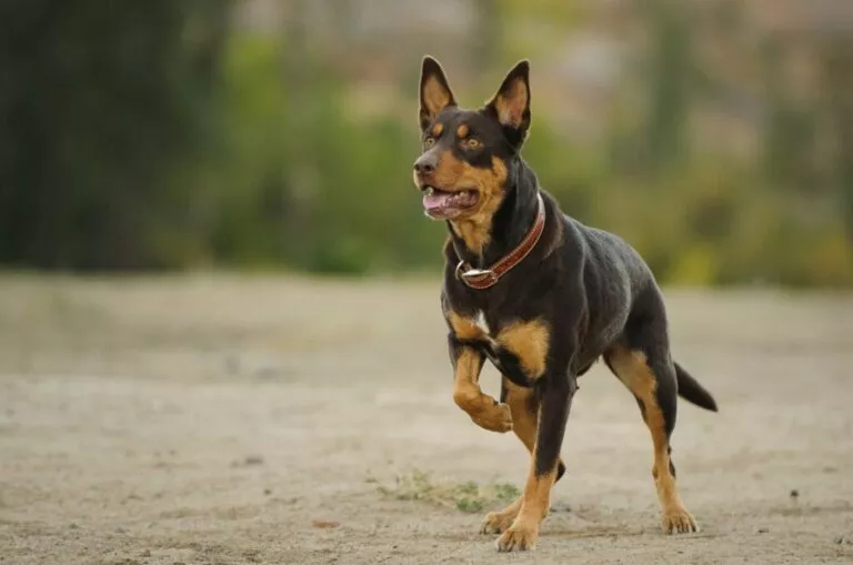 Câine din rasa Kelpie australian cu zgardă roșie, aleargă cu urechile ciulite afară