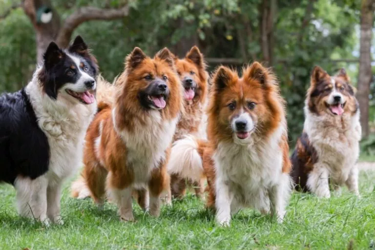Cinci câini din rasa Elo de culori diferite, afară pe iarbă