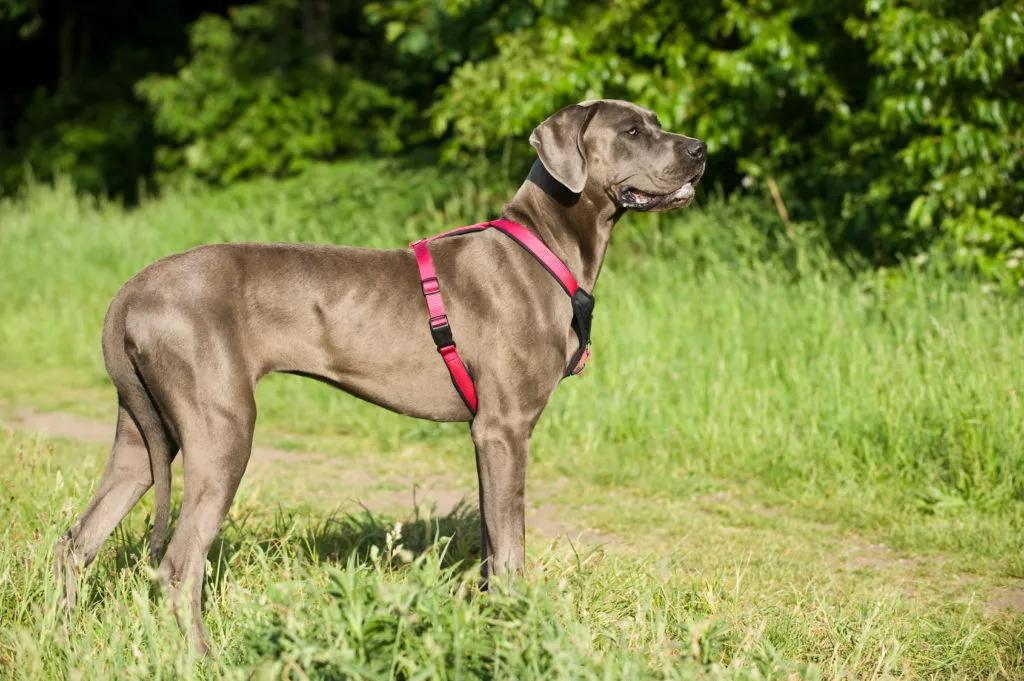 Dog German cu Ham roșu, poză din lateral, se uită în depărtare. Poză cu fundal verde, în natură