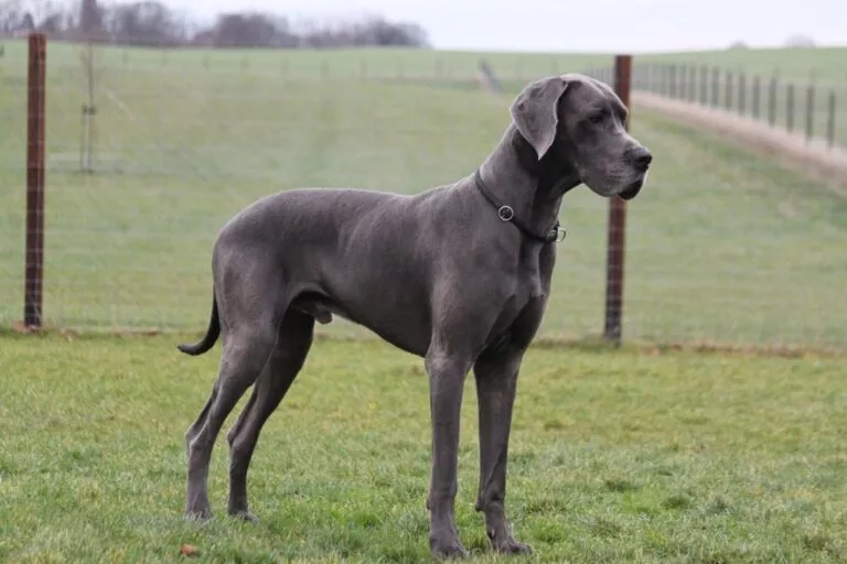 Dog German mascul poză din lateral se uită în depărtare pe un câmp verde îngrădit