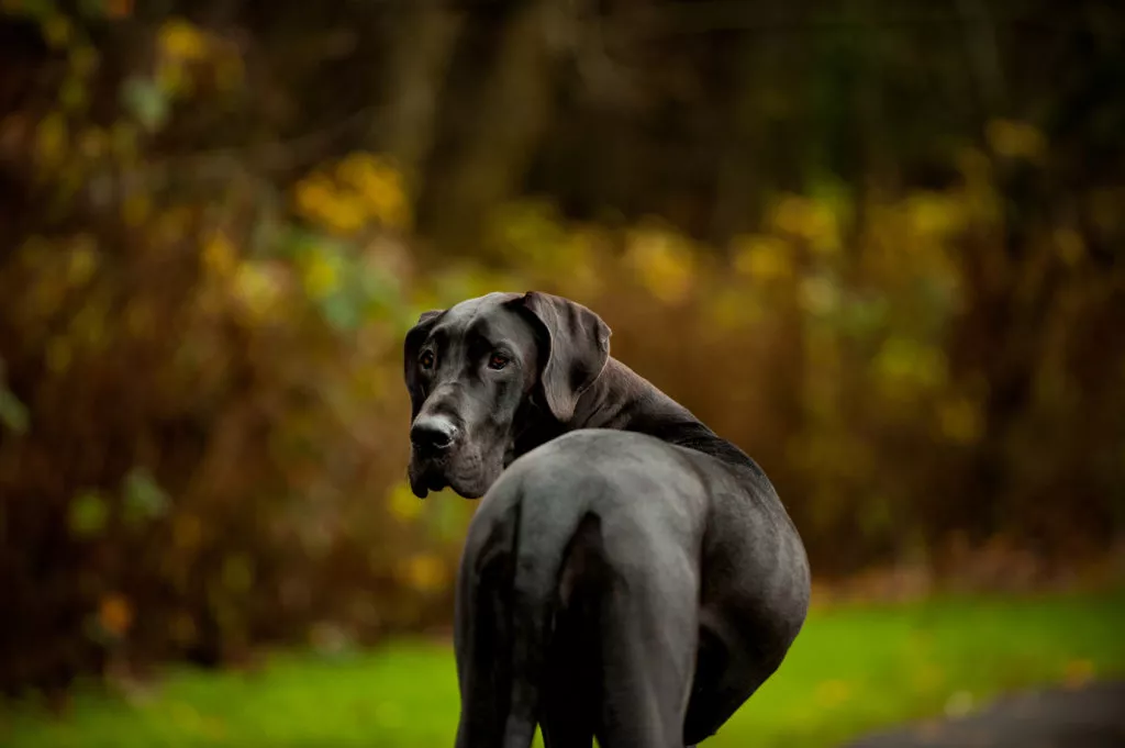 Dog German cu spatele stă cu capul întors spre cameră.