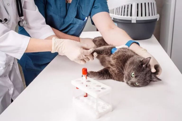 Test de sânge la veterinar pentru o pisică. Pisica este întinsă pe masă, o persoană o ține cu o mână, iar alta prelevează probele.